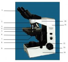 Microscope Head Function Microscopy, Cellular Structure & Function, and Body Tissues – WPUNJ ...