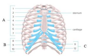 Musculoskeletal System – WPUNJ Human Biology Lab Manual