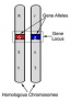 Locus In Biology Human Genetics – WPUNJ Human Biology Lab Manual