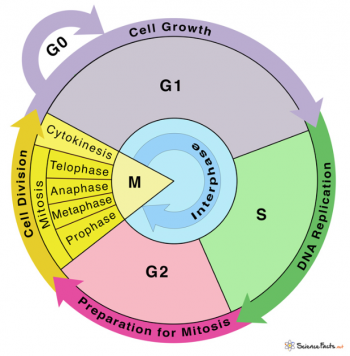 Cell Reproduction – WPUNJ Human Biology Lab Manual