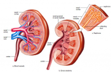 Urinary System – WPUNJ Human Biology Lab Manual