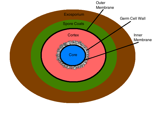 Endospore Example Endospore Stain – WPUNJ Microbiology Laboratory Manual